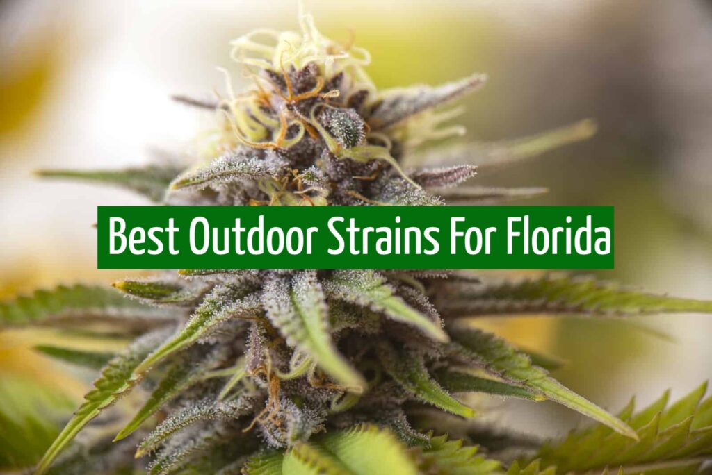 Best Outdoor Strains For Florida
