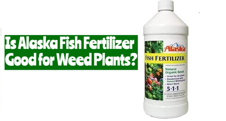 Is Alaska Fish Fertilizer Good for Weed Plants?