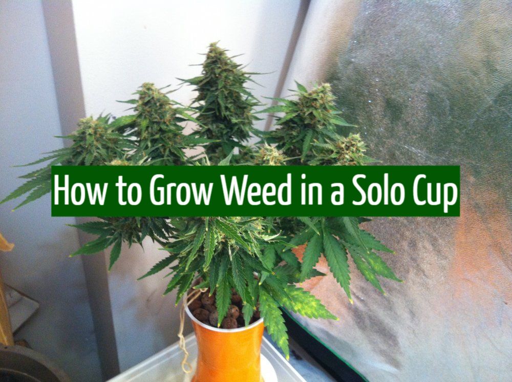 How to Grow Weed in a Solo Cup?