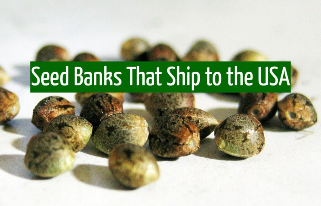 Seed Banks That Ship to the USA