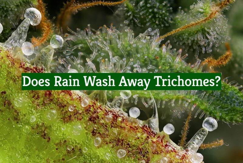 Does Rain Wash Away Trichomes?