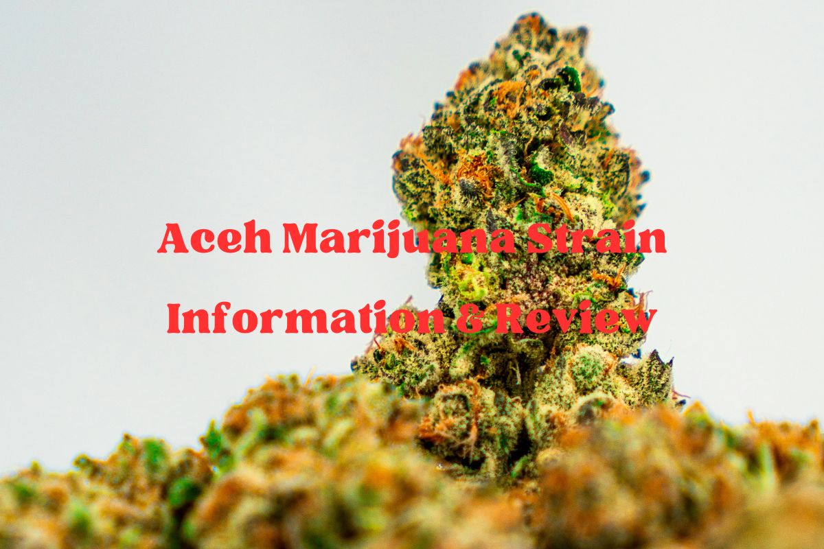 Aceh Marijuana Strain