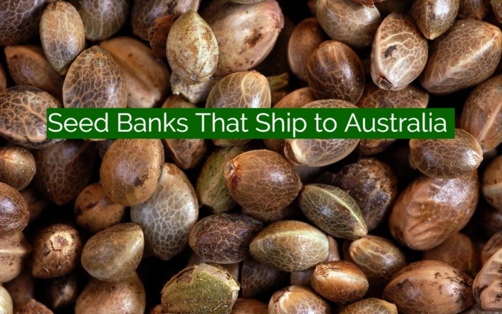 Seed Banks That Ship to Australia