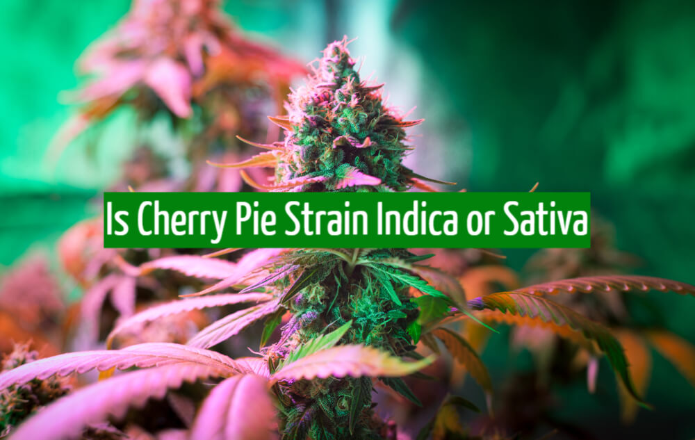 Is Cherry Pie Strain Indica or Sativa?