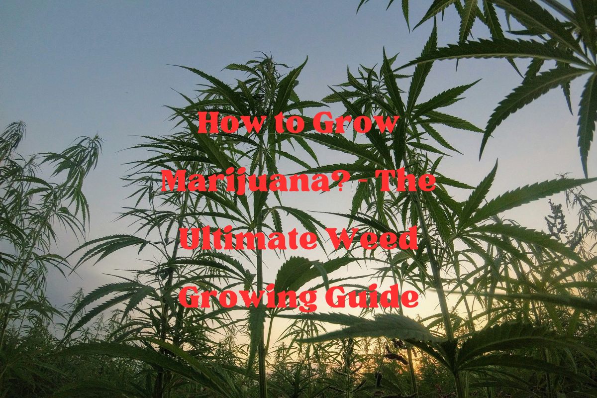 How to Grow Marijuana?