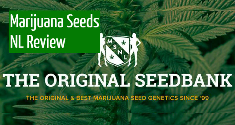 MSNL Seeds Review
