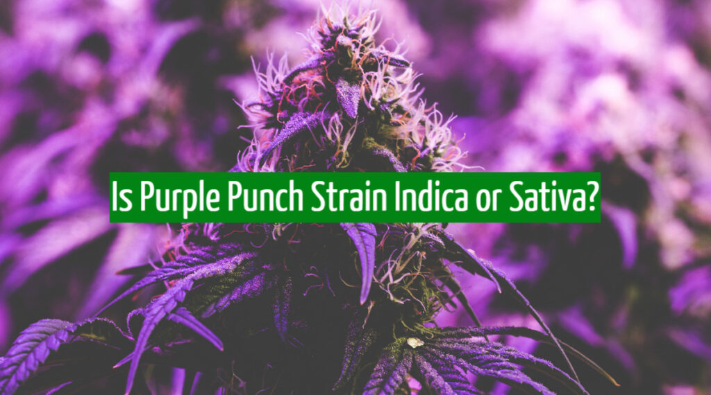 Is Purple Punch Strain Indica or Sativa?