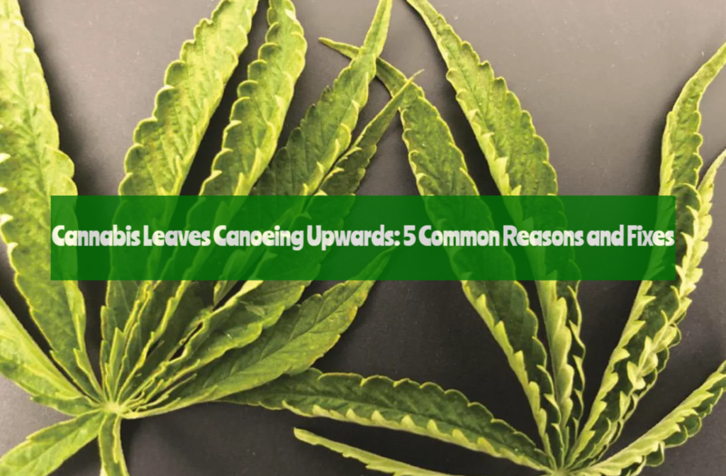 Cannabis Leaves Canoeing Upwards: 5 Common Reasons and Fixes - JahCool