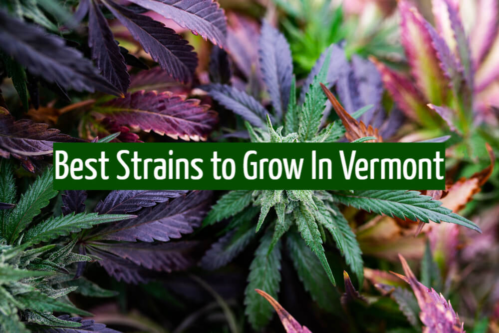 Best Strains to Grow In Vermont