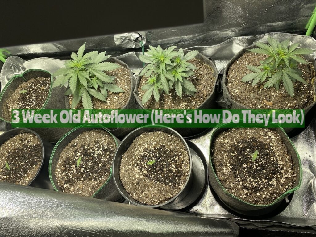 3 Week Old Autoflower