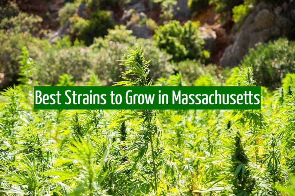 Best Strains to Grow in Massachusetts