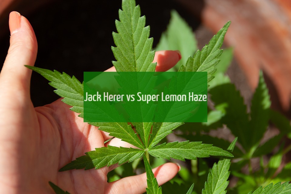 Jack Herer Vs Super Lemon Haze