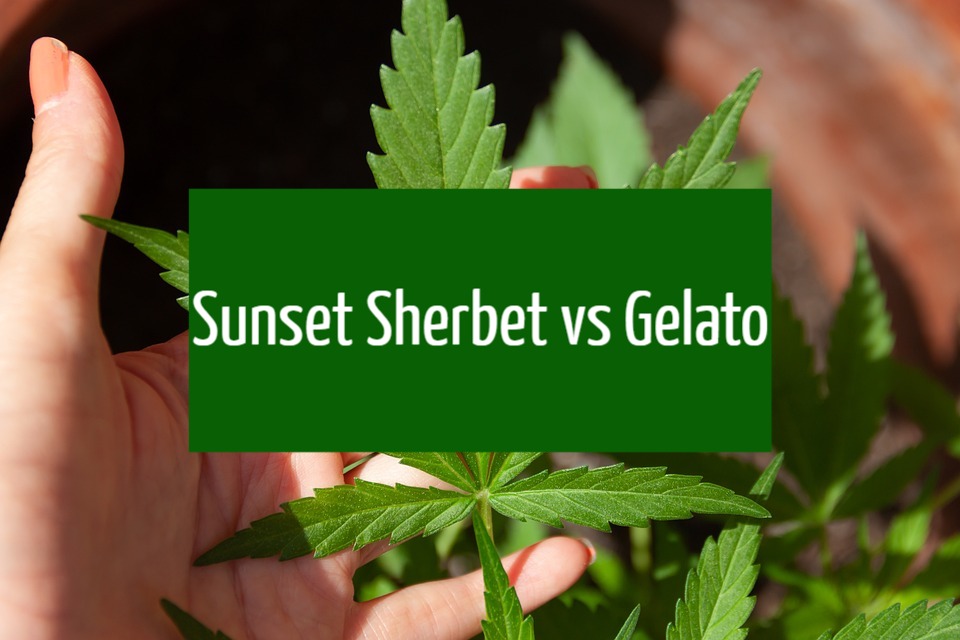 Sunset Sherbet vs Gelato