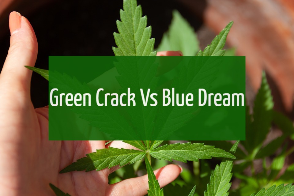 Green Crack Vs Blue Dream