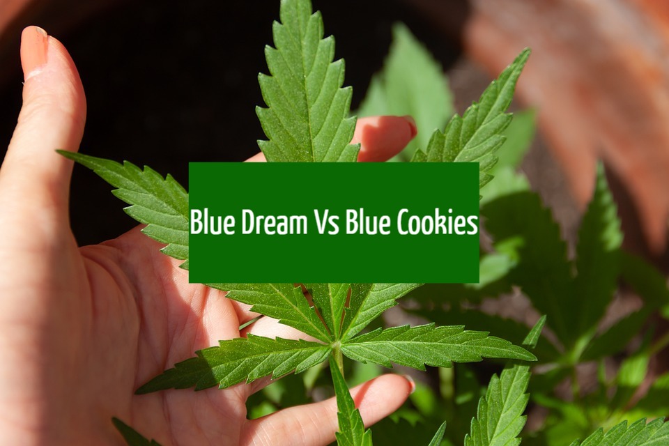 Blue Dream vs Blue Cookies