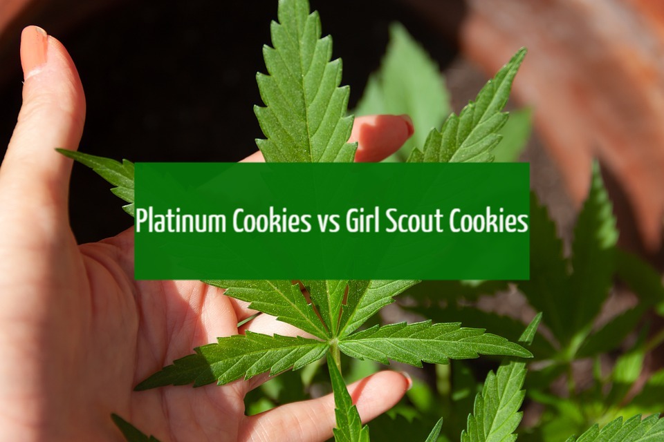 Platinum Cookies vs Girl Scout Cookies