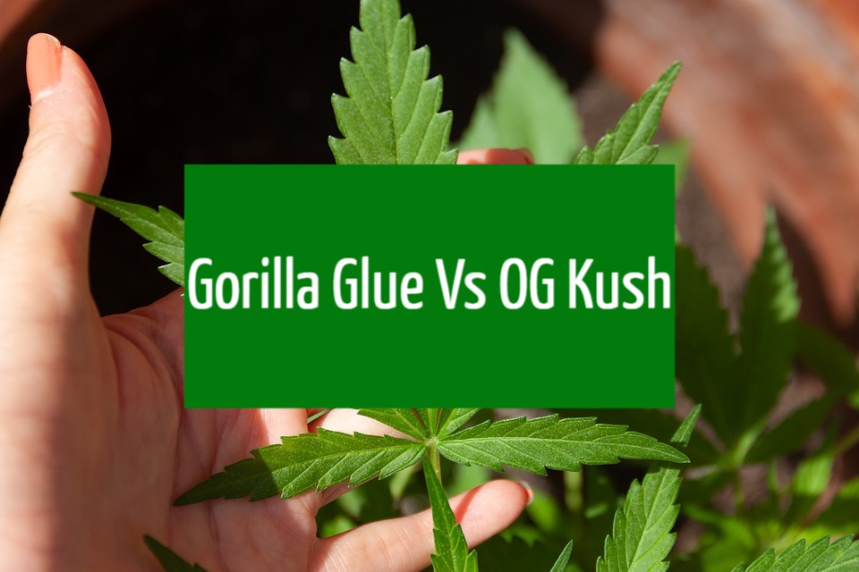 Gorilla Glue Vs OG Kush