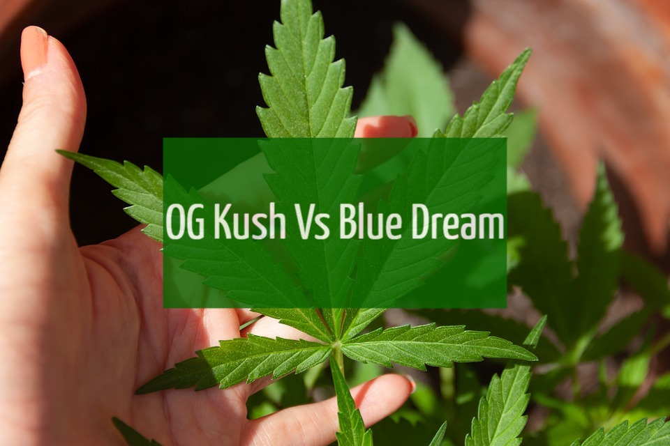 OG Kush Vs Blue Dream