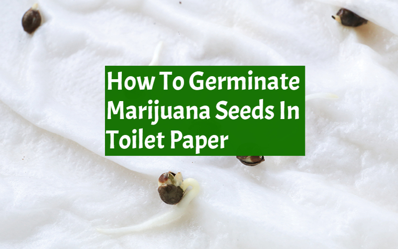 How to Germinate Cannabis Seeds In Toilet Paper