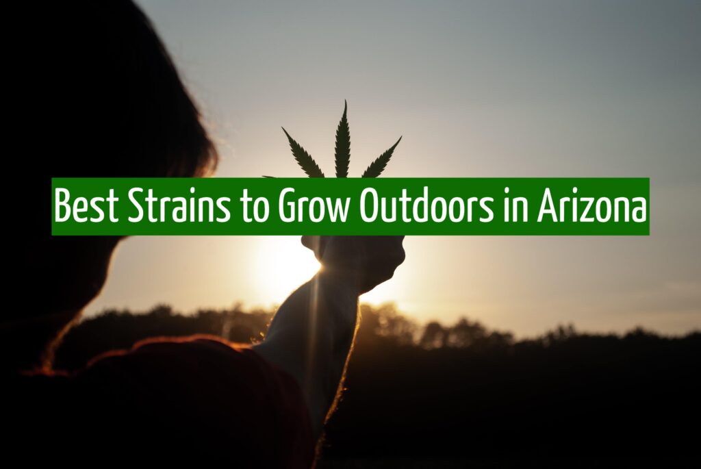 Best Strains to Grow Outdoors in Arizona