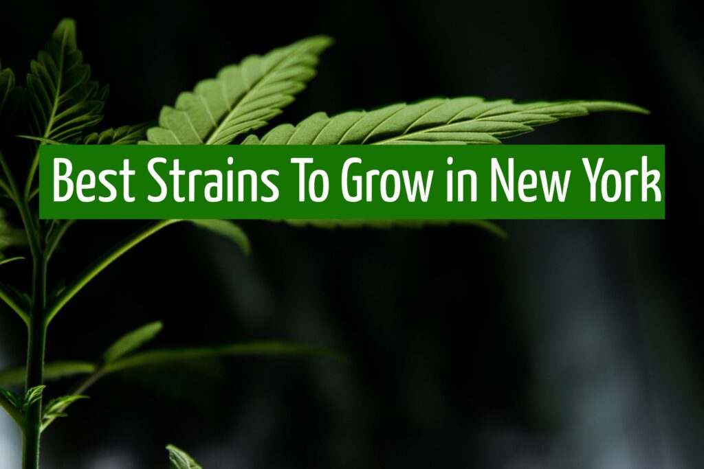 Best Strains To Grow in New York