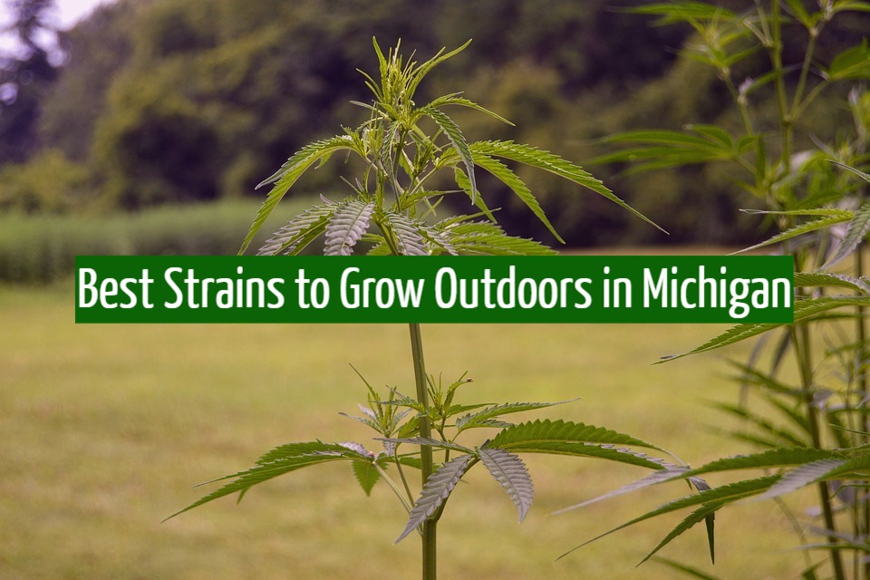 Best Strains to Grow Outdoors in Michigan