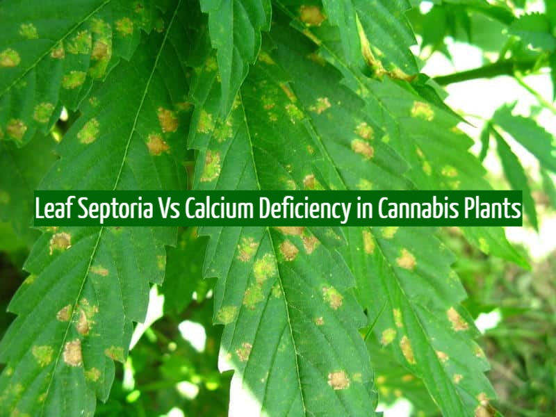 Leaf Septoria Vs. Calcium Deficiency in Cannabis Plant