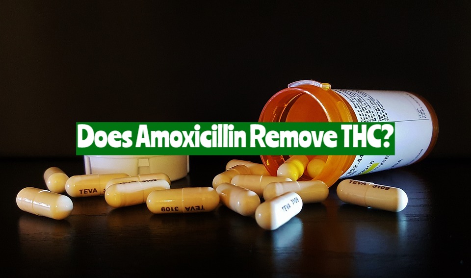Does Amoxicillin Remove THC?