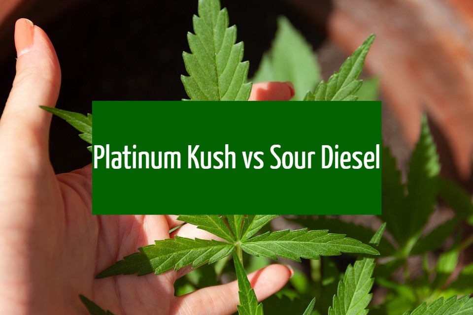 Platinum Kush Vs Sour Diesel