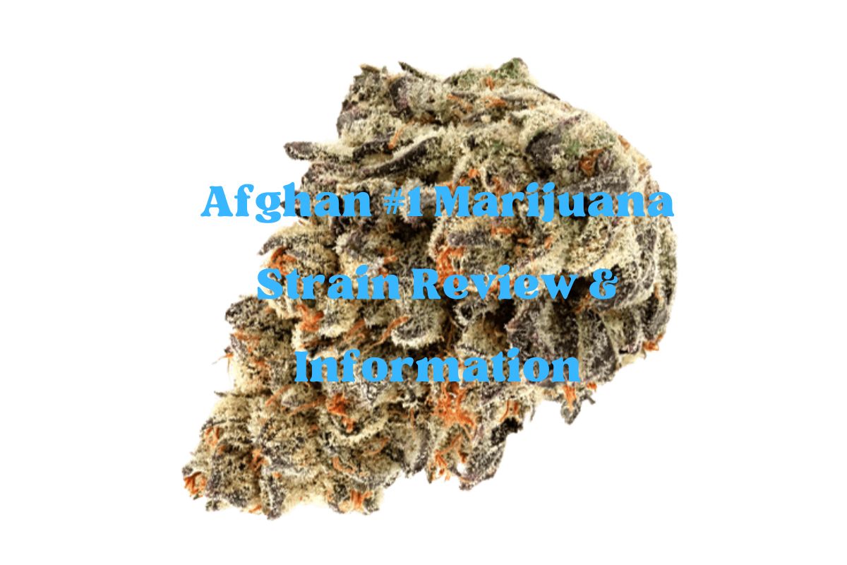 Afghan #1 Marijuana Strain Review