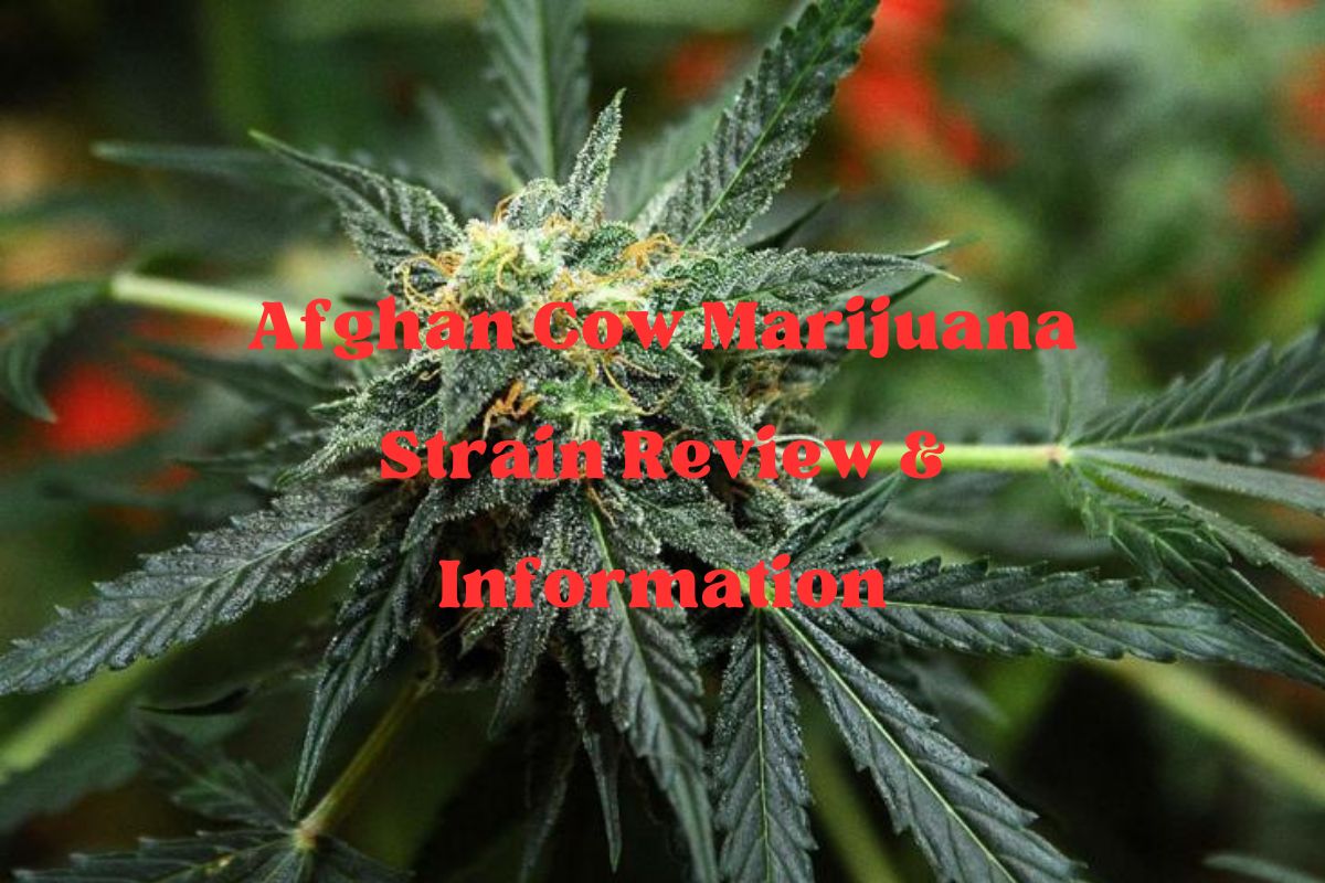 Afghan Cow Marijuana Strain Review