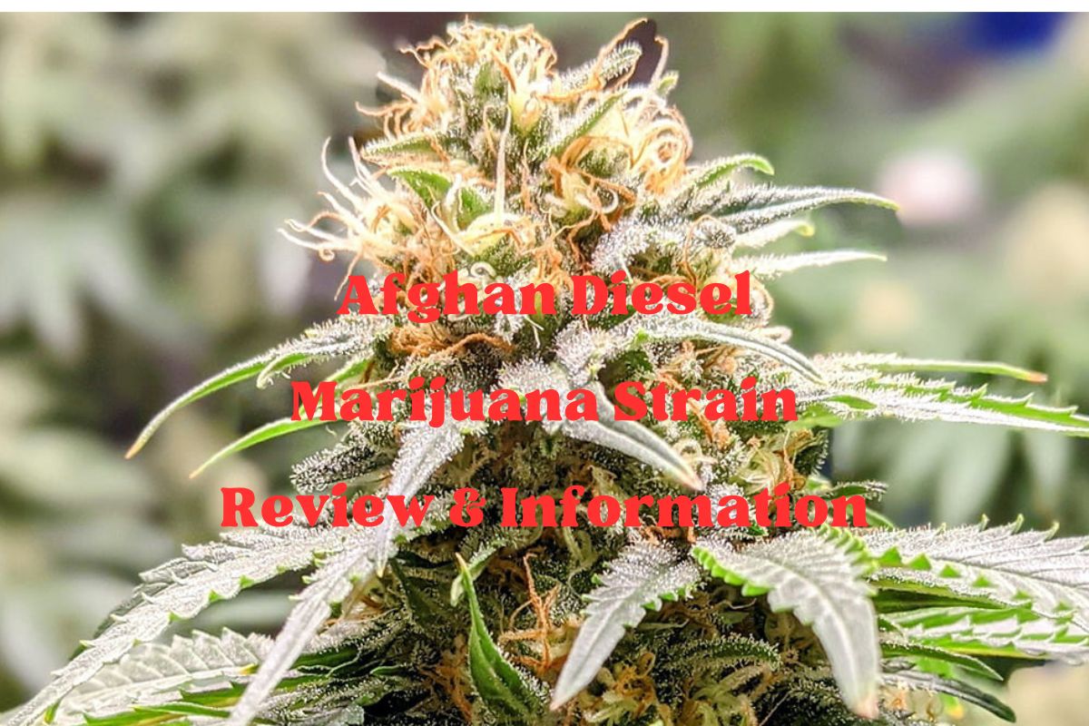 Afghan Diesel Marijuana Strain Review