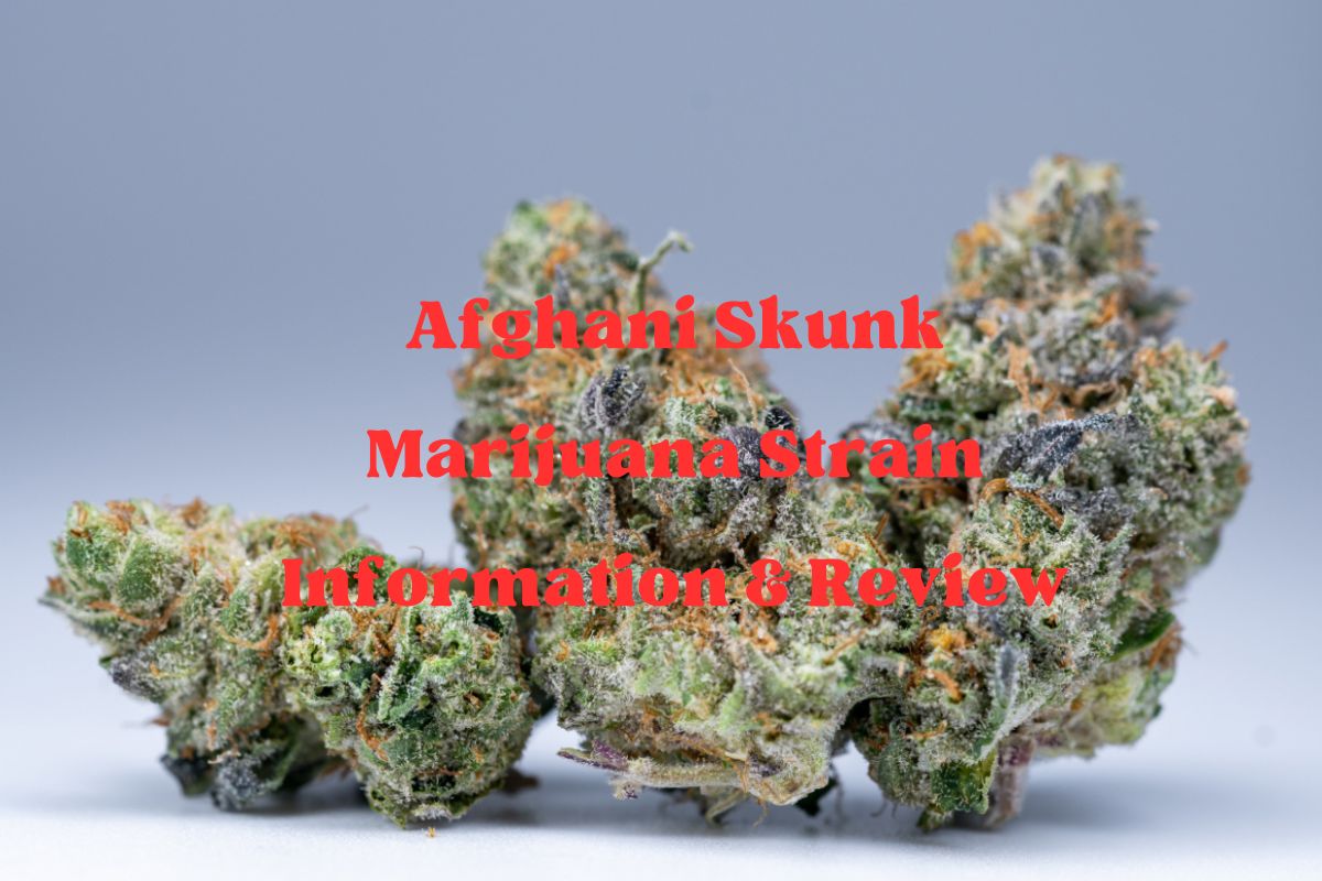 Afghani Skunk Marijuana Strain