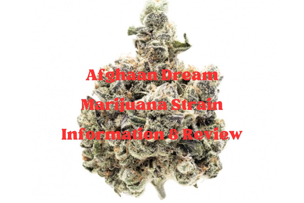 Afghaan Dream Marijuana Strain