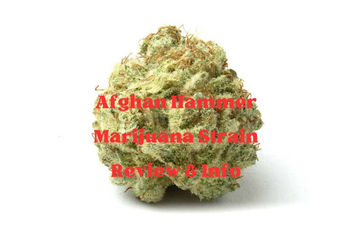 Afghan Hammer Marijuana Strain