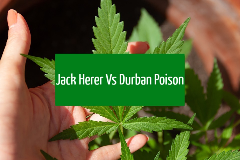 Jack Herer Vs. Durban Poison