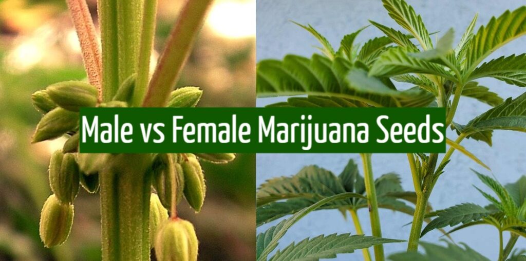 Male vs Female Marijuana Seeds