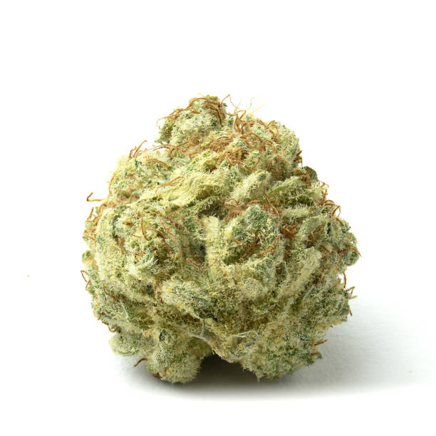 X-Kush Marijuana Strain Information